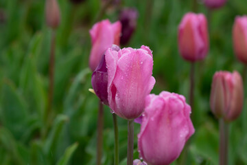 Fototapeta premium Pink tulips with water droplets. Pink tulips lit by sunlight..