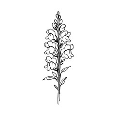 Obraz premium PNG Minimalist black botanical illustration