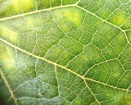 Green leaf texture macro with detailed yellow veins and cell patterns