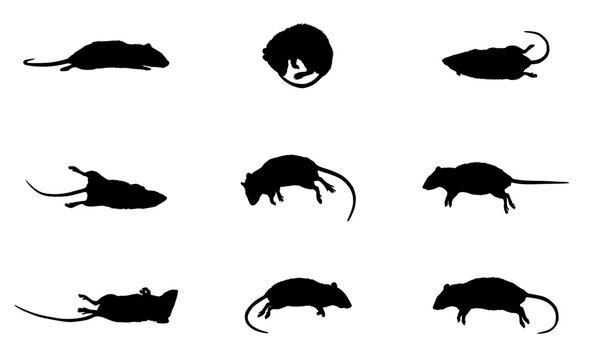 dead rat silhouettes set