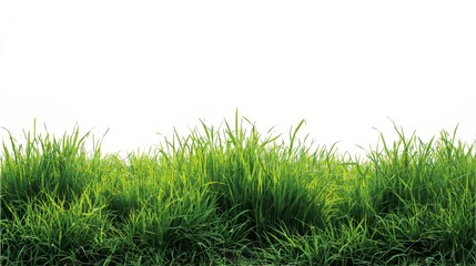Fototapeta premium Green grass field isolated on a clean white background, showcasing natural grass texture and detail.