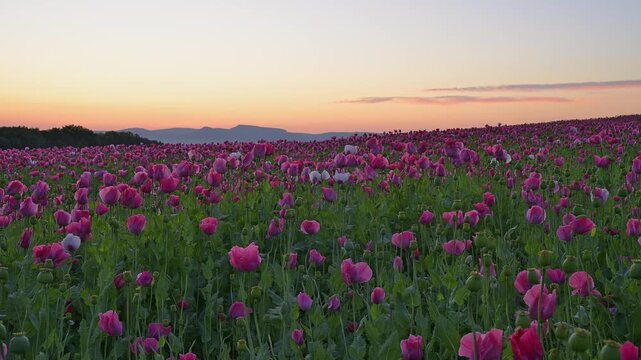 Schlafmohn (Papaver somniferum), bei  Sonnenaufgang, Sommer, Germerode, Geo Naturpark Frau-Holle-Land, Hoher Meissner, Hessen, Deutschland