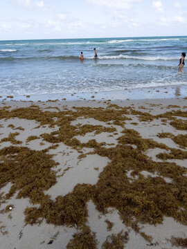 Sargassum seaweed covering a sandy beach in Miami, Florida, highlighting coastal environmental change. Tropical shoreline with turquoise Atlantic Ocean impacted by algae blooms