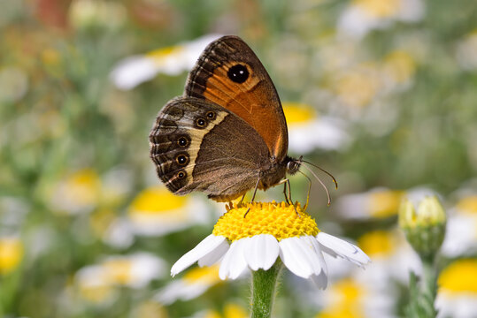 Spanish gatekeeper butterfly on a daisy flower in spring 