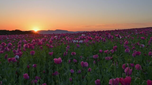 Schlafmohn (Papaver somniferum), bei  Sonnenaufgang, Sommer, Germerode, Geo Naturpark Frau-Holle-Land, Hoher Meissner, Hessen, Deutschland