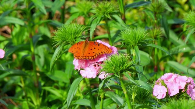South Carolina, This is a Gulf fritillary butterfly (Agraulis vanillae) resting on a pink flower.