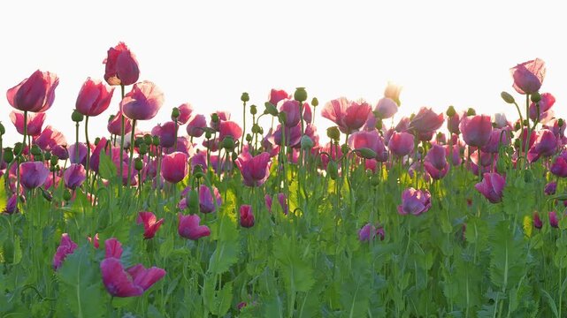 Schlafmohn (Papaver somniferum), bei  Sonnenaufgang, Sommer, Germerode, Geo Naturpark Frau-Holle-Land, Hoher Meissner, Hessen, Deutschland