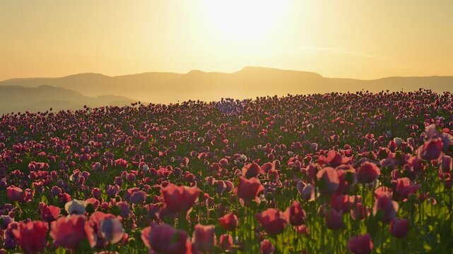 Schlafmohn (Papaver somniferum), bei  Sonnenaufgang, Sommer, Germerode, Geo Naturpark Frau-Holle-Land, Hoher Meissner, Hessen, Deutschland