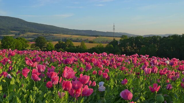 Schlafmohn (Papaver somniferum), Sommer, Germerode, Hoher Mei&szlig;ner, Werra-Mei&szlig;ner-Kreis, Hessen, Deutschland