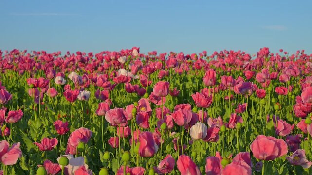 Schlafmohn (Papaver somniferum), Sommer, Germerode, Hoher Mei&szlig;ner, Werra-Mei&szlig;ner-Kreis, Hessen, Deutschland