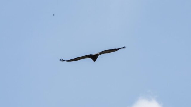 Close-up of a Griffon vulture (Eurasion griffon, Gyps fulvus) in gliding flight over a rocky canyon	