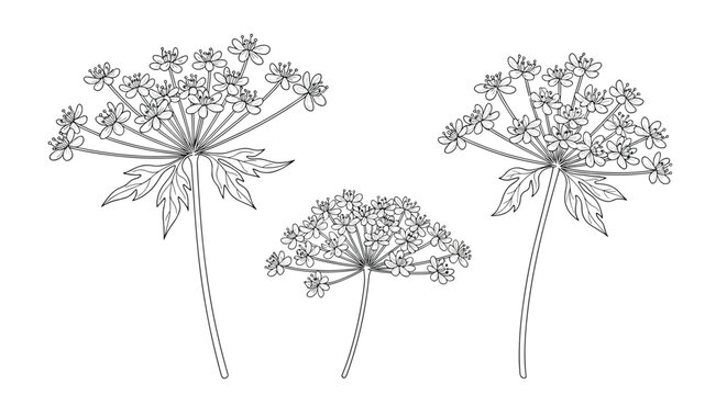 Hand drawn botanical illustration of common hogweed or cow parsnip with detailed flower clusters and leaves on white background.