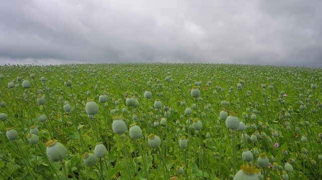 Schlafmohn (Papaver somniferum), Sommer, Germerode, Hoher Mei&szlig;ner, Werra-Mei&szlig;ner-Kreis, Hessen, Deutschland