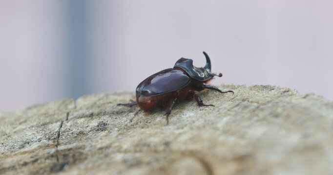 Detailed macro footage of a shiny dark rhinoceros beetle sitting on a piece of wood. Beautiful nature wildlife clip showing the insect's carapace and horn, with copy space