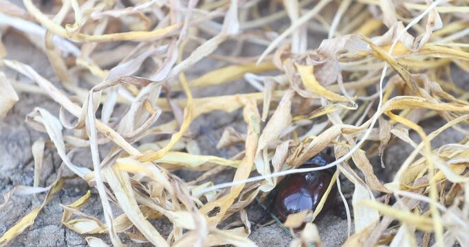 Wildlife footage showing a dark female rhinoceros beetle struggling to move through a dense layer of dry straw and withered grass. Great nature B-roll of insect behavior.