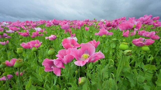 Schlafmohn (Papaver somniferum), Sommer, Germerode, Hoher Mei&szlig;ner, Werra-Mei&szlig;ner-Kreis, Hessen, Deutschland