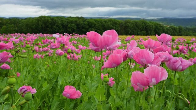 Schlafmohn (Papaver somniferum), Sommer, Germerode, Hoher Mei&szlig;ner, Werra-Mei&szlig;ner-Kreis, Hessen, Deutschland