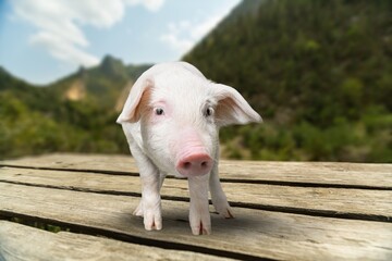 Little pink piglets run in garden at farm © BillionPhotos.com