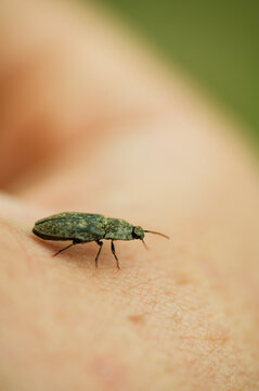 Agrypnus murinus appeared in the meadow during a picnic.