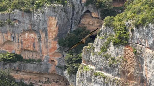 Close-up of a Griffon vulture (Eurasion griffon, Gyps fulvus) in gliding flight over a rocky canyon	