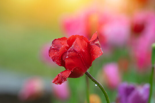 Red tulips with water droplets. Red tulips lit by sunlight.