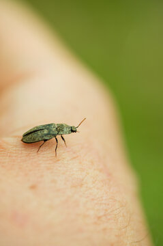 Agrypnus murinus appeared in the meadow during a picnic.