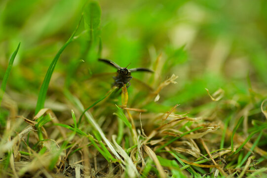 Agrypnus murinus appeared in the meadow during a picnic.