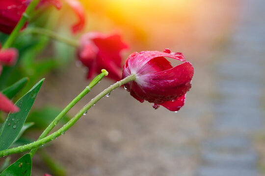 Red tulips with water droplets. Red tulips lit by sunlight.