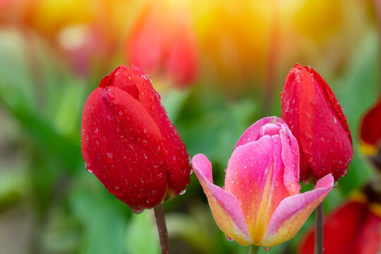 Red tulips with water droplets. Red tulips lit by sunlight.