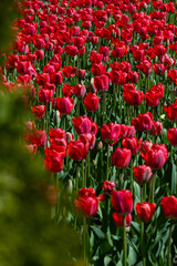 Fototapeta premium Vibrant red tulips in full bloom with green stems. Sunlight highlights glossy petals. Soft blurred background of more flowers. Evokes joy, springtime, beauty, love, freshness. High quality photo