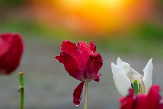 Red tulips with water droplets. Red tulips lit by sunlight.