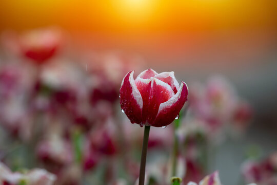 Red tulips with water droplets. Red tulips lit by sunlight.