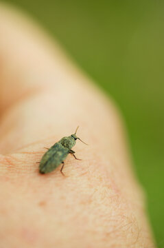 Agrypnus murinus appeared in the meadow during a picnic.