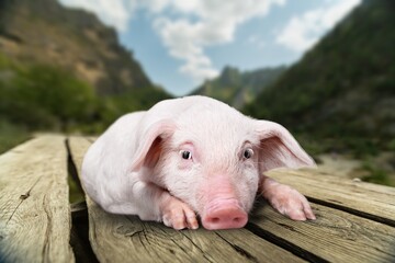 Little pink piglets run in garden at farm © BillionPhotos.com