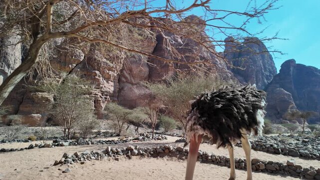Wadi Alna'am, a scenic desert valley in AlUla, Saudi Arabia, featuring a barren tree, sandstone rock formations towering under a clear blue sky, and a bright sunstar in Saudi Arabia