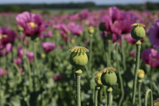 Field of red violett Poppy Flowers in Summer