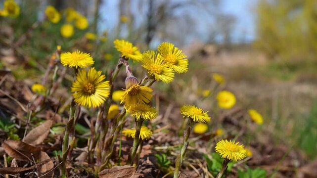 Huflattich (Tussilago farfara), Fr&uuml;hlimg, Triesdorf, Weidenbach, Fr&auml;nkischen Seenland, Landkreis Ansbach, Mittelfranken, Bayern, Deutschland 