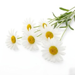 Obraz premium Beautiful white daisy flower bunch a close up of delicate blooms