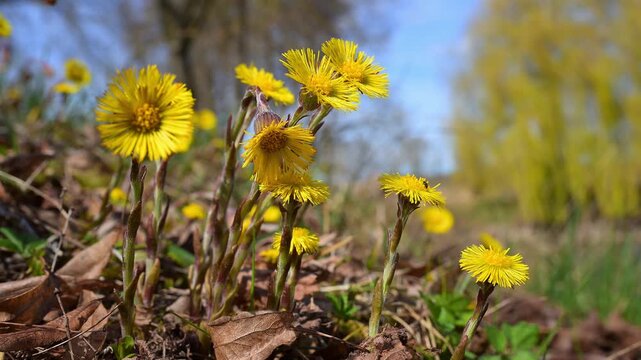 Huflattich (Tussilago farfara), Fr&uuml;hlimg, Triesdorf, Weidenbach, Fr&auml;nkischen Seenland, Landkreis Ansbach, Mittelfranken, Bayern, Deutschland 