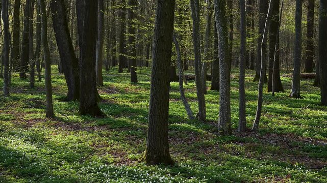 Sonnenstrahlen werfen Schatten auf den gr&uuml;nen Waldboden, Fr&uuml;hling, Buschwindr&ouml;schen, Gunzenhausen, Mittelfranken, Bayern, Deutschland