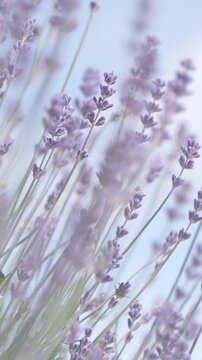 Dreamy lavender background with gentle floral motion