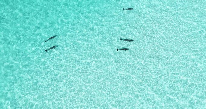 Aerial view of a pod of dolphins swimming through crystal clear turquoise water over a sandy seabed in Vashafaru, Haa Alif Atoll, Maldives.