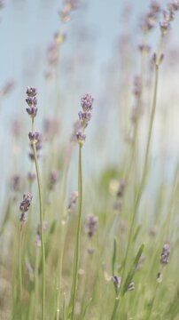 Lavender flowers swaying gently in summer meadow