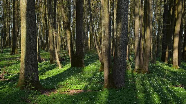 Sonnenstrahlen werfen Schatten auf den gr&uuml;nen Waldboden, Fr&uuml;hling, Buschwindr&ouml;schen, Gunzenhausen, Mittelfranken, Bayern, Deutschland
