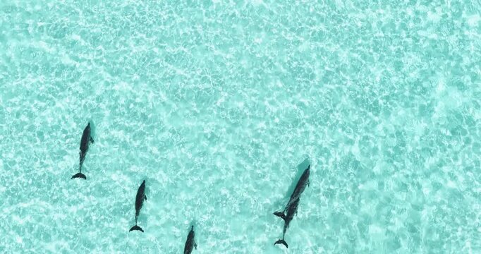 Aerial view of a pod of dolphins swimming through crystal clear turquoise tropical waters over a sandy seabed in Vashafaru, Haa Alif Atoll, Maldives.