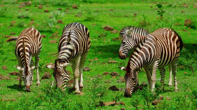 A small herd of zebras on green grass