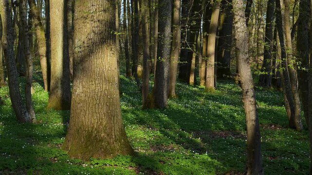 Sonnenstrahlen werfen Schatten auf den gr&uuml;nen Waldboden, Fr&uuml;hling, Buschwindr&ouml;schen, Gunzenhausen, Mittelfranken, Bayern, Deutschland