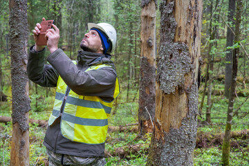 Fototapeta premium a forest engineer inspects forest plantings