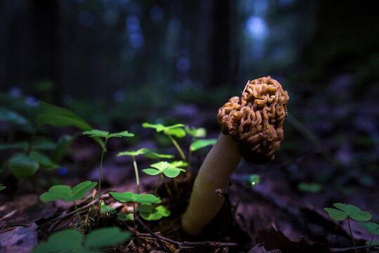 Spring morel mushrooms grow in their natural environment