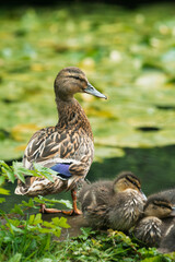 Fototapeta premium duck in the pond with babies near by